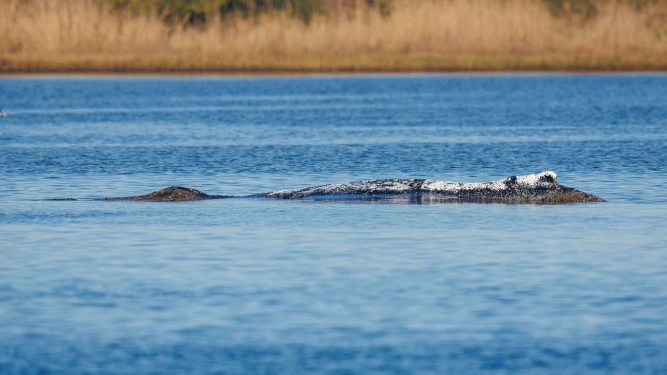 Kann Walrettung noch gelingen?: Wal hat sich über die Nacht nicht von der Stelle bewegt