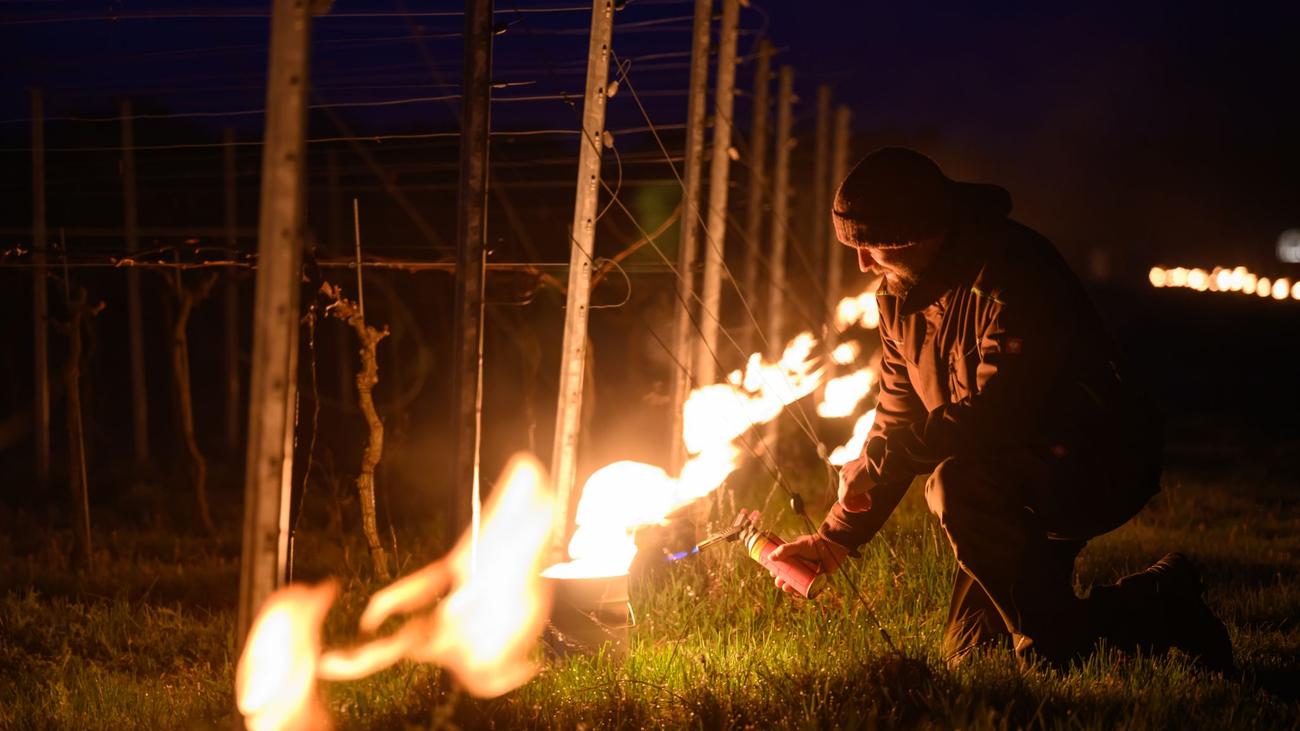 Nachts im Weinberg: Weinbauern schützen Reben vor spätem Frost