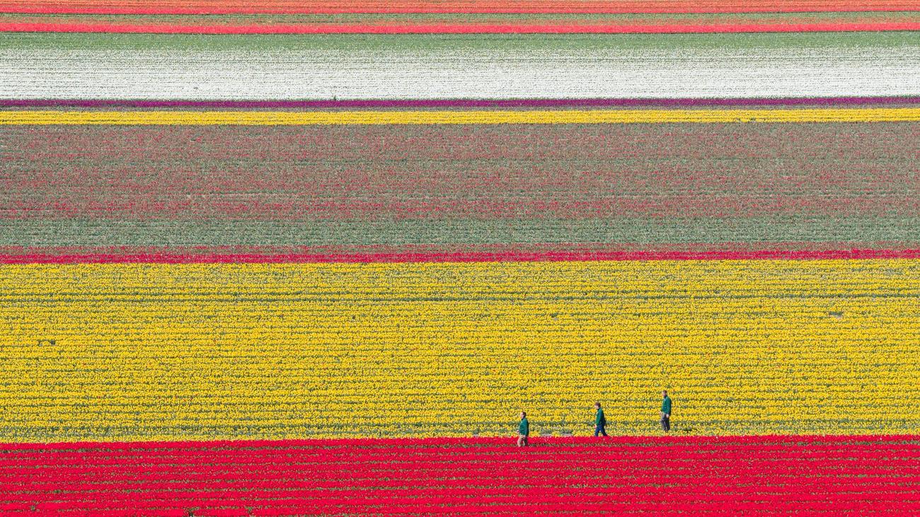 Freizeit: Blühende Landschaften – Tulpenfelder öffnen für Besucher