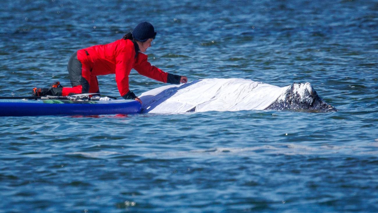 Buckelwal vor Poel: BUND: Buckelwal-Schicksal Weckruf für den Naturschutz