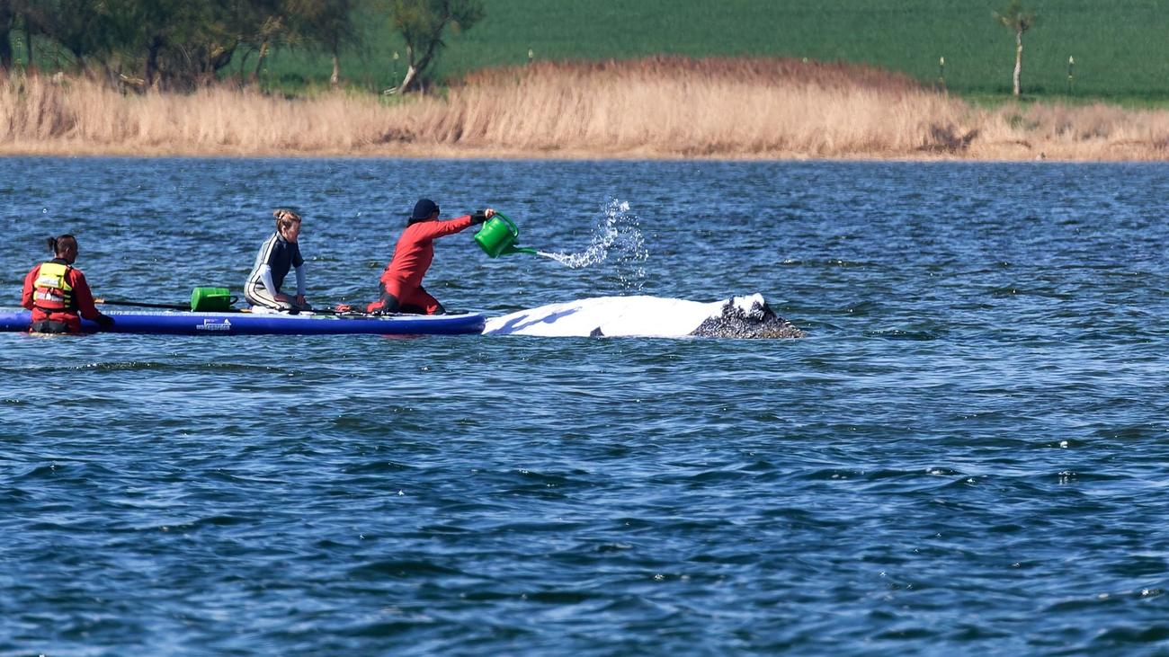 Buckelwal vor Poel: Entscheidung über neuen Plan für Wal-Rettung vertagt