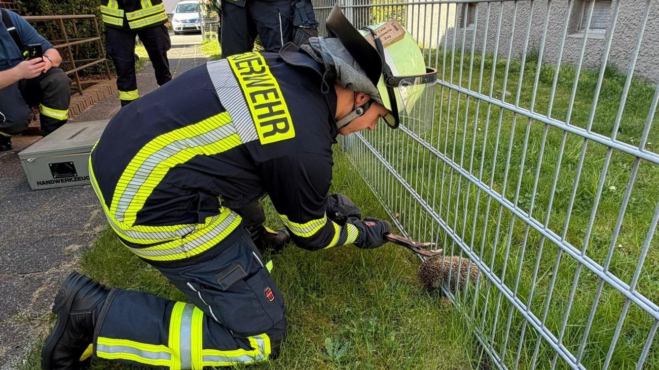 Celle: Feuerwehr rettet Igel aus misslicher Lage