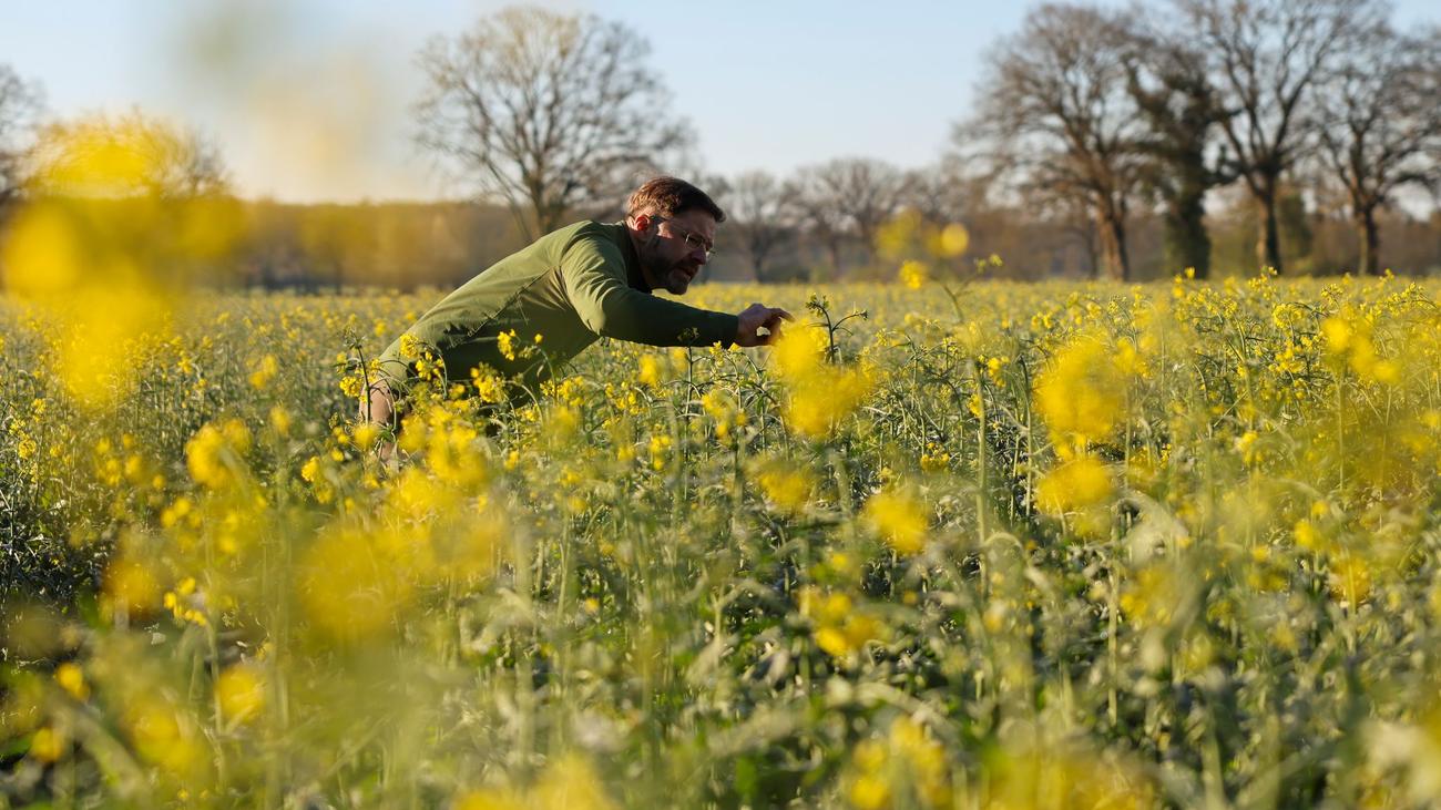 Landwirtschaft: Frost und Käfer setzen dem Raps im Norden zu