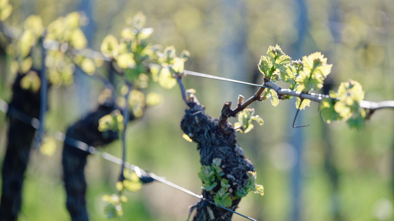 Wetterbericht: Hier soll heute die 20-Grad-Marke geknackt werden
