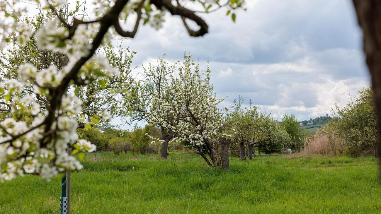 Natur: Mühe lohnt sich - Streuobstwiesen wichtig für Artenvielfalt
