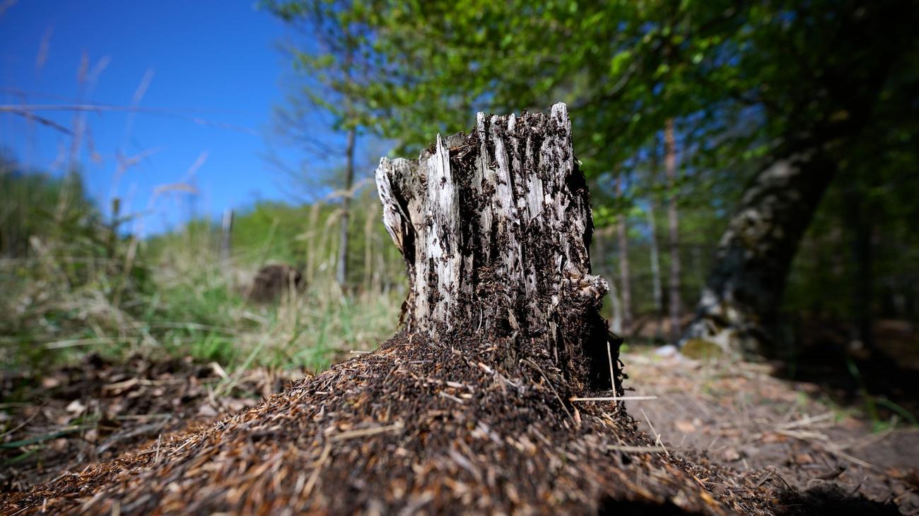 Baumsterben zu Ende?: Wald im Wandel - »Wir bekommen Regenzeit und Trockenzeit«