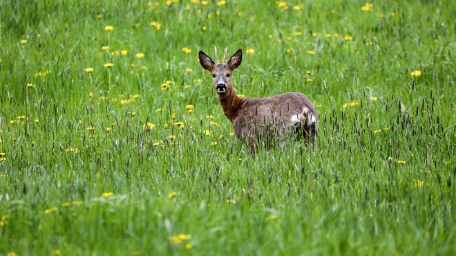 Tiere: Ein Wilderer hat einen Rehbock erschossen. (Symbolbild)