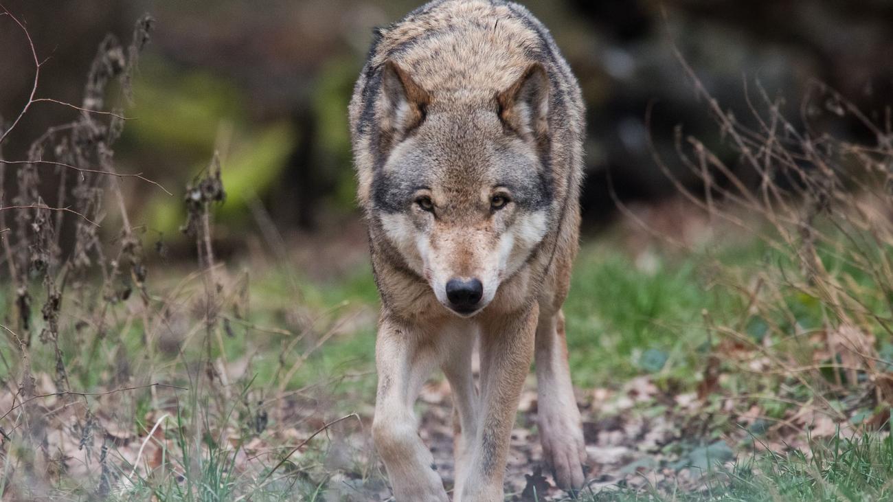 Unfälle: Wolf bei Unfall schwer verletzt – Jäger muss Tier erlegen
