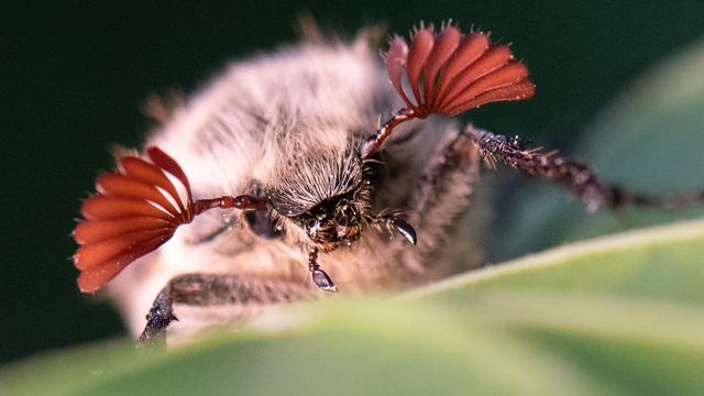 Naturphänomen: Massenflug von Millionen Maikäfern - was das für Folgen hat