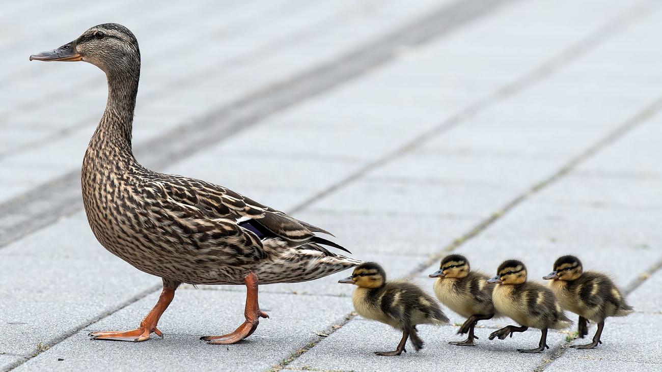 Tiere auf Abwegen: Mitten im Berufsverkehr: Einsatz für die Enten-Retter