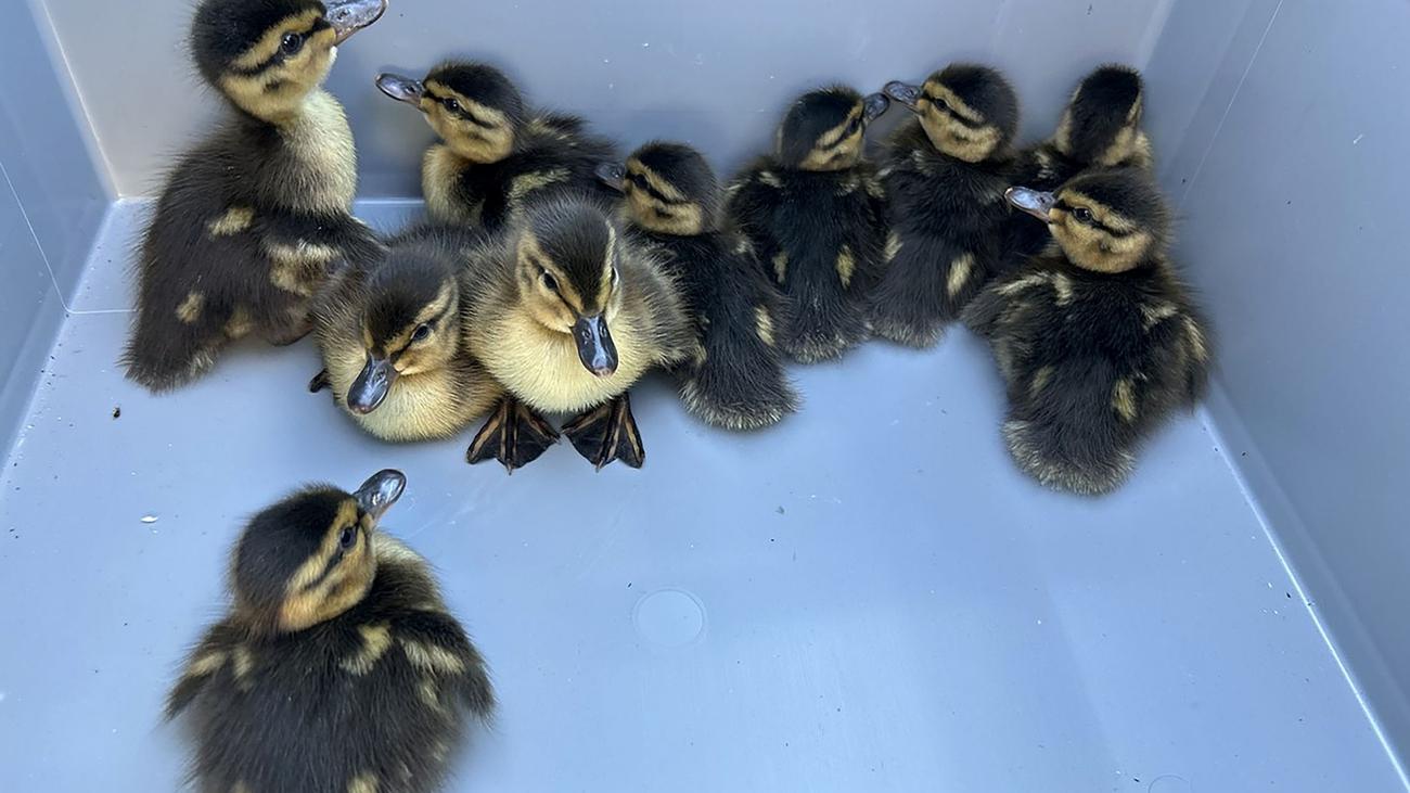 Tiere: Polizei sperrt Autobahn 66 für Entenküken-Rettung