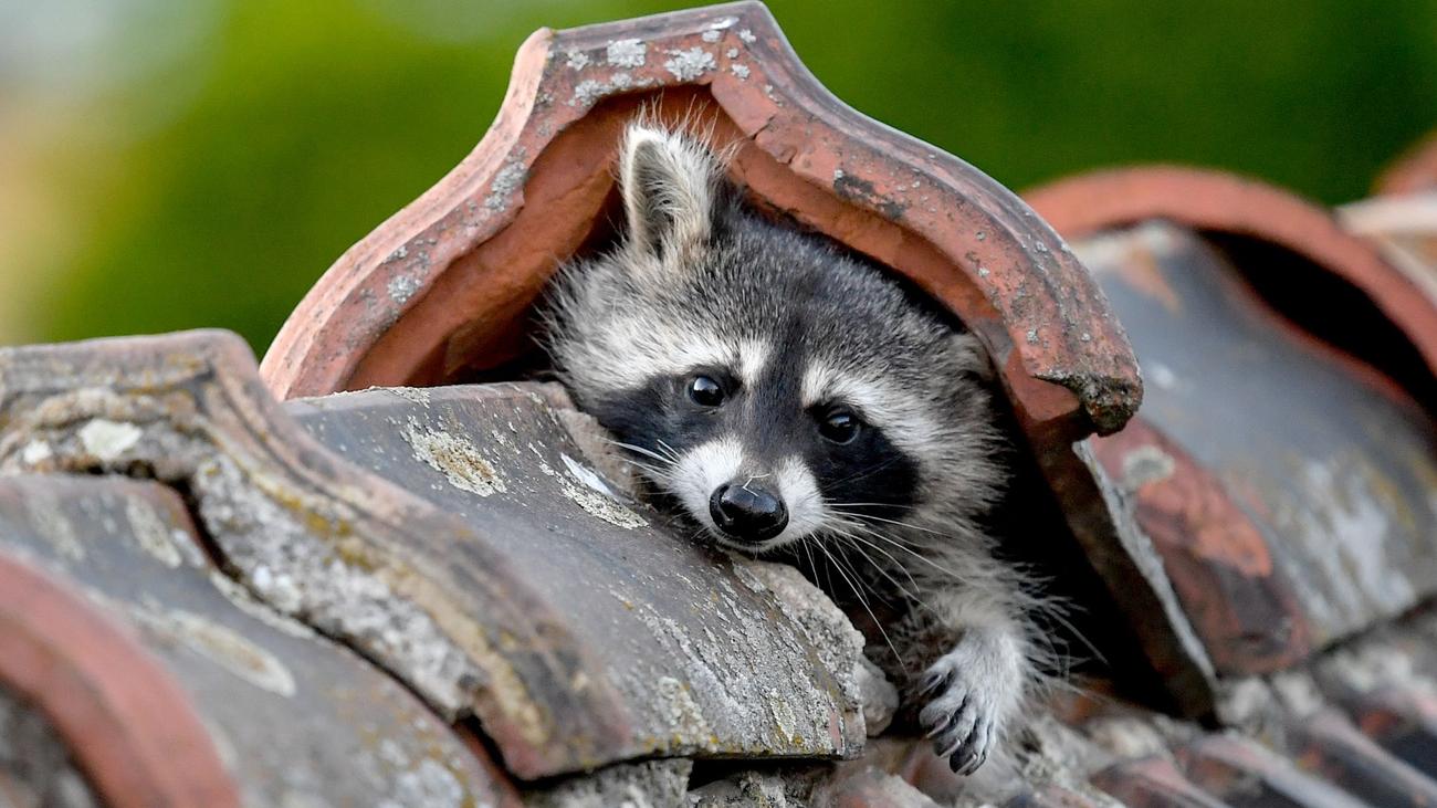 Tiere: Waschbären vermehren sich rasant - und bedrohen andere Tiere