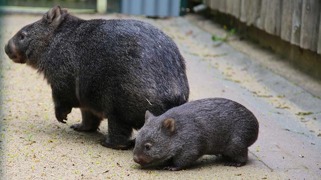 Tiere: Wombat-Nachwuchs in Halle - Zoo feiert seltene Geburt