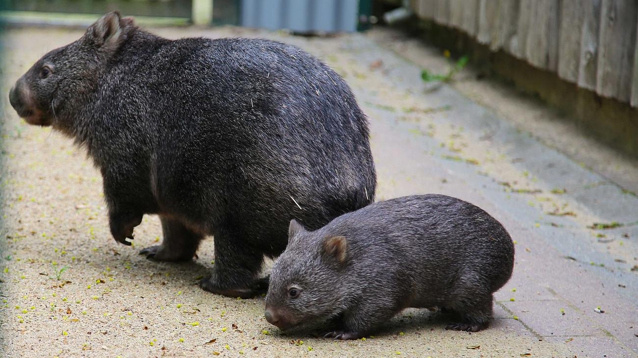 Tiere: Wombat-Nachwuchs in Halle - Zoo feiert seltene Geburt