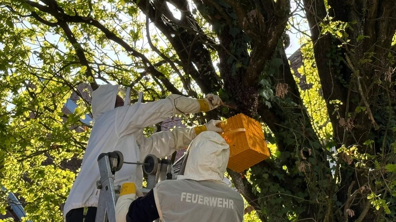 Einsatz: Bienenvolk von Spielplatz umgesiedelt