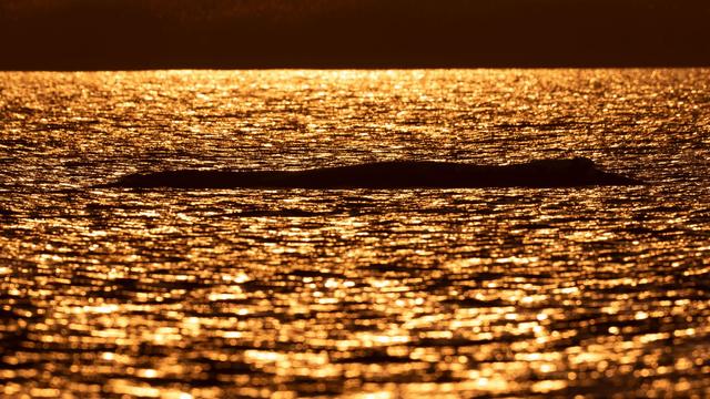 Fotografie: Bilder des Tages