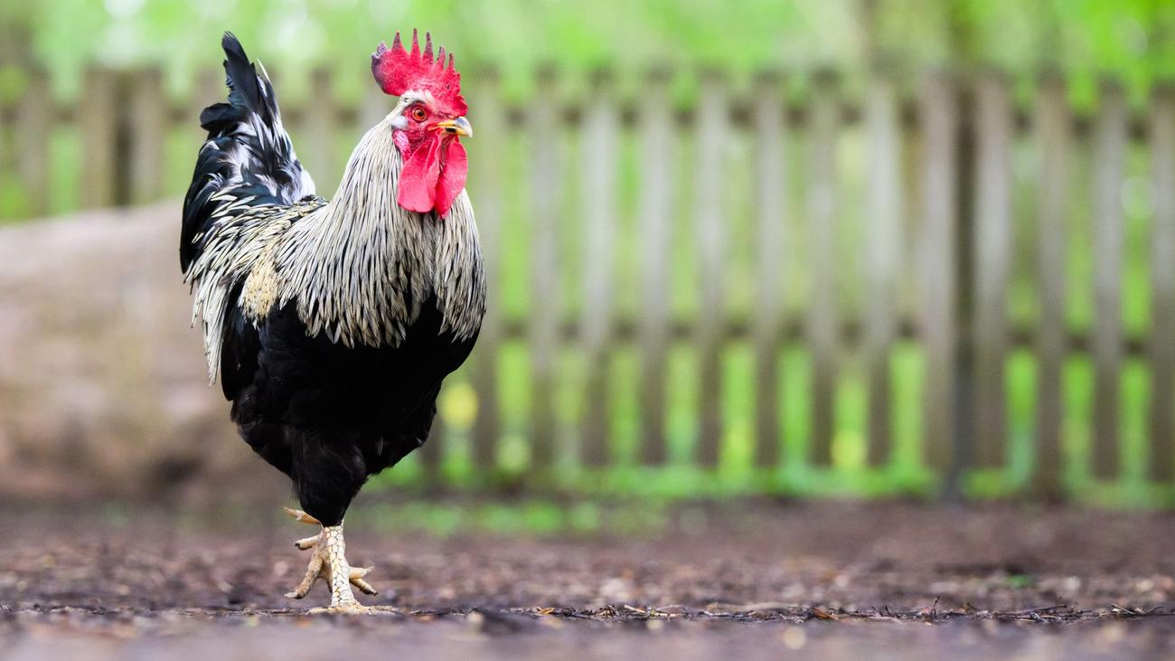 Motorradfahrer leicht verletzt: Gockel rennt über Straße und verursacht Auffahrunfall