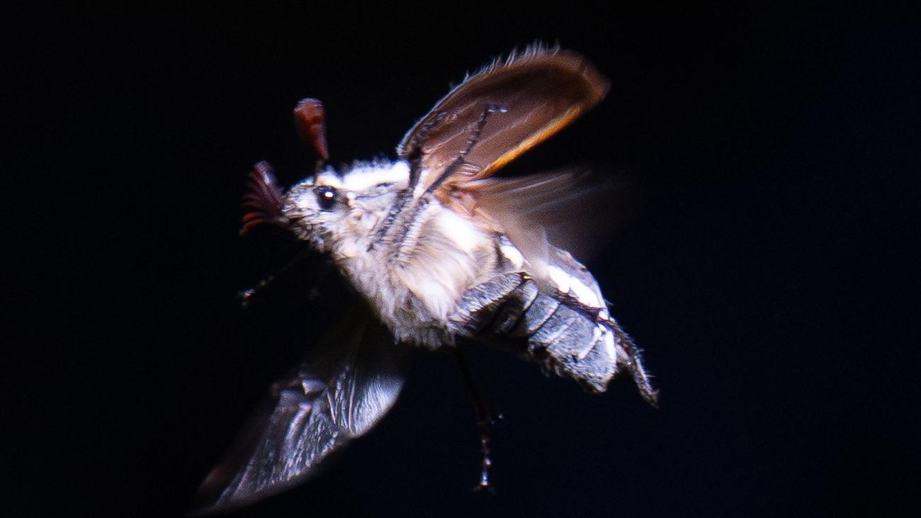 Maikäfer, flieg!: Millionen Maikäfer: Massenflug im Hessischen Ried im Gang