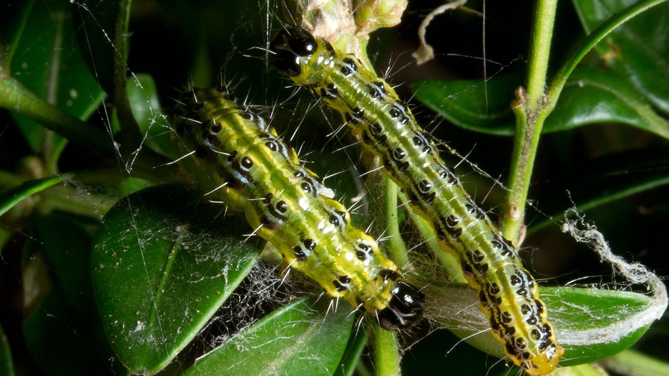 Schädlinge: Neue Feinde bremsen Buchsbaumzünsler – Hoffnung für Hecken