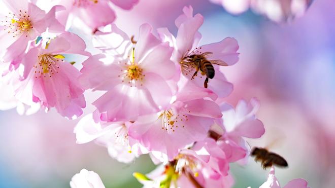 Wetter: Der DWD erwartet für Samstag viel Sonnenschein für Bayern. (Symbolbild)