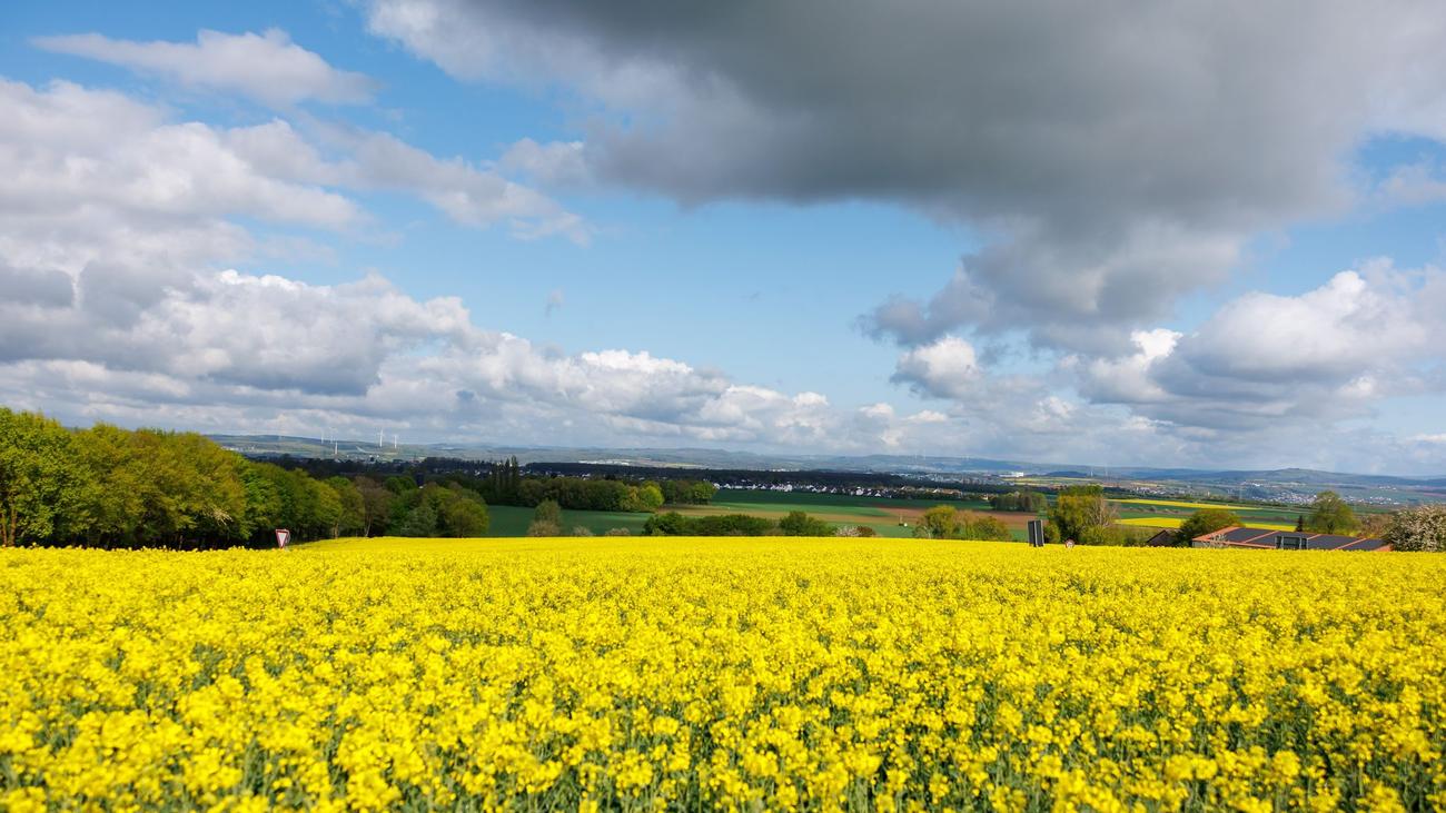 Wetter-Vorhersage: Sonne und bis 20 Grad – bestes Ausflugswetter am Wochenende