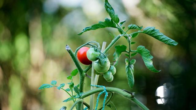 Wissensvermittlung: TU verschenkt hunderte Nutzpflanzen für Balkon und Garten
