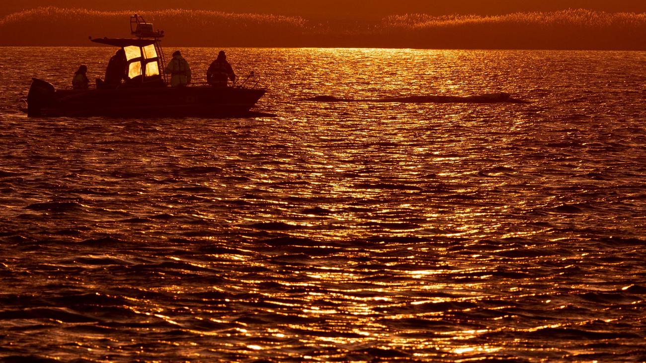 Gestrandeter Buckelwal: Wal-Hilfsteam muss am Rettungskonzept feilen