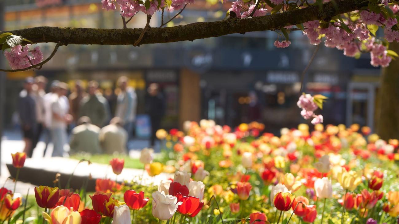 Wetteraussichten: Heiteres Frühlingswetter setzt sich in neuer Woche fort