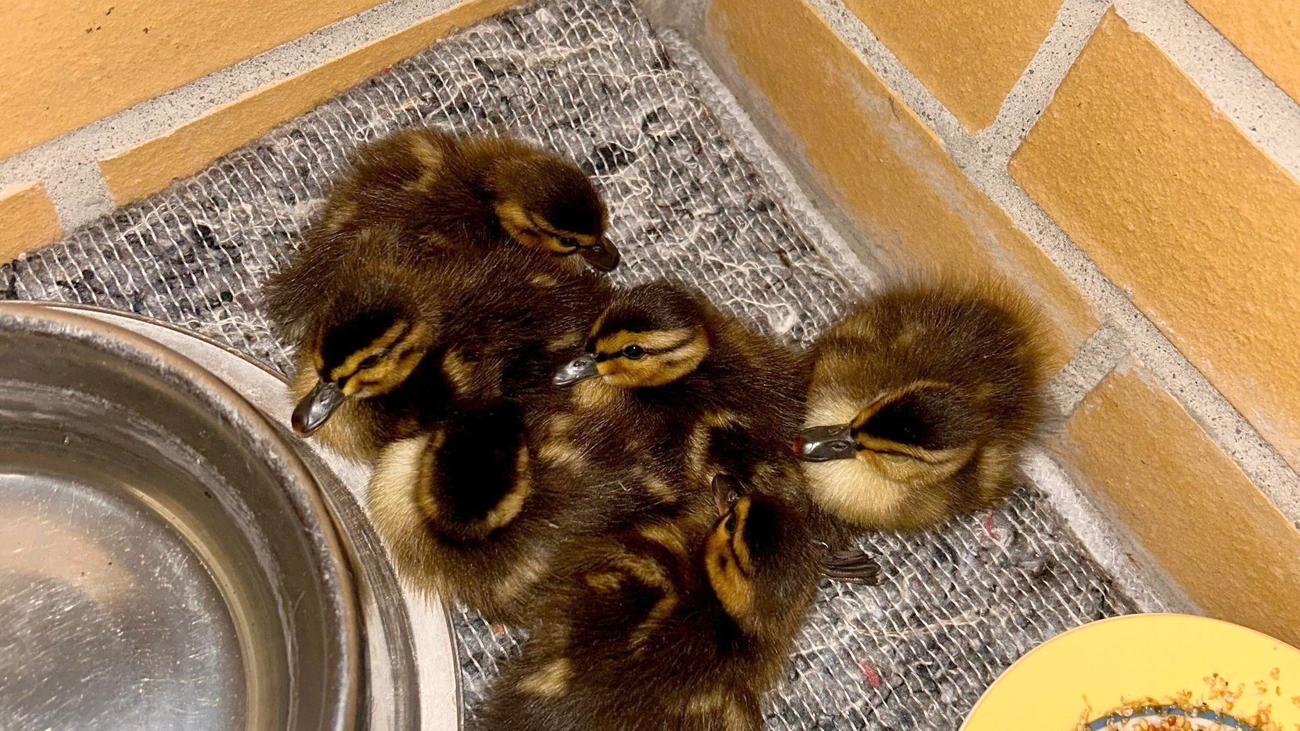 Notfälle: Polizei rettet sechs verlassene Entenküken in Berlin