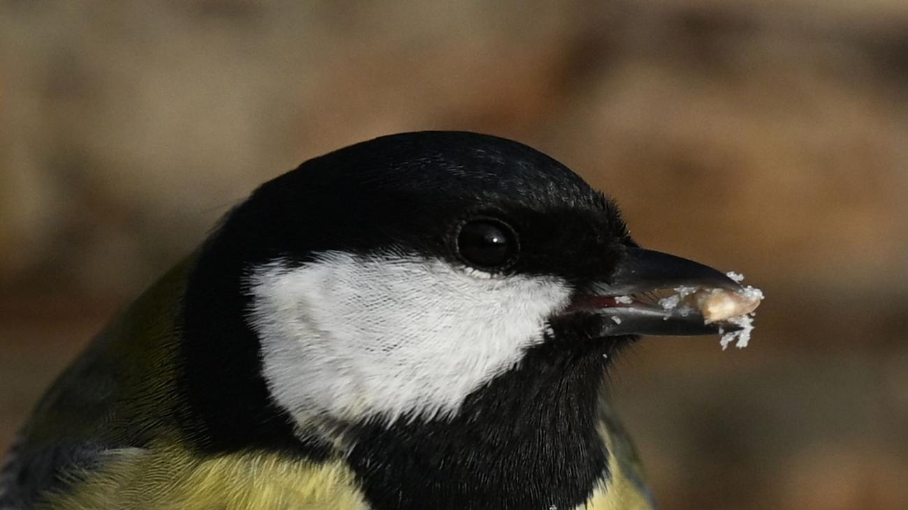 Forschung zum Artenschutz: Das Forschungsprojekt »Adebar 2«