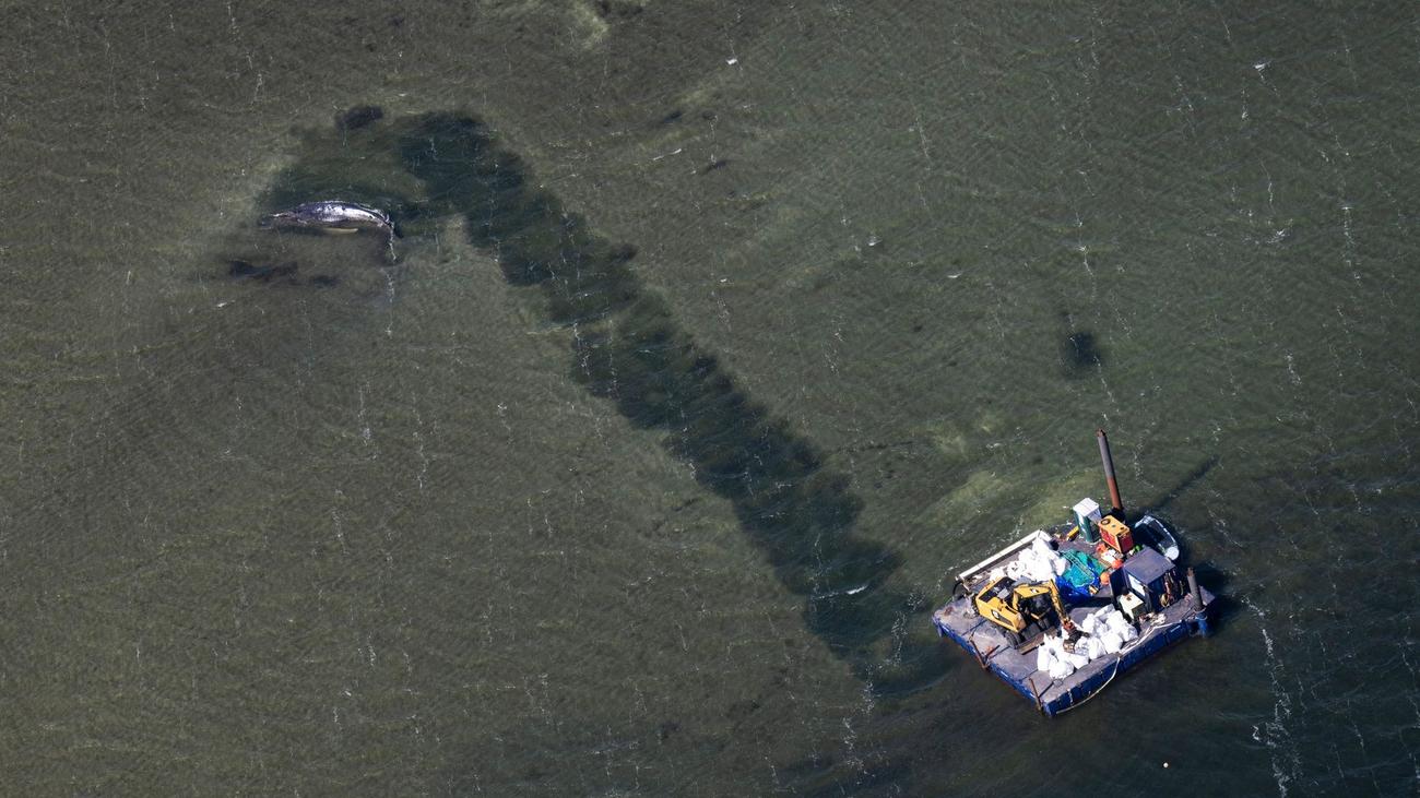 Gestrandeter Buckelwal: Forscher: Buckelwal bei Poel braucht Ruhe statt Bergung