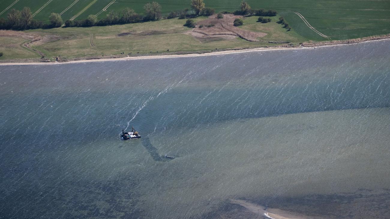 Gestrandeter Buckelwal: Helfer wollen Wal mit Gurt in Lastkahn ziehen