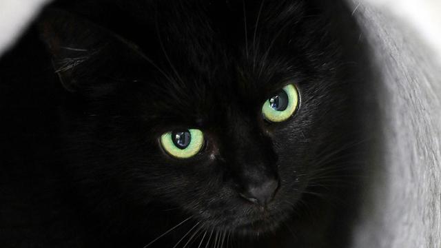 Kriminalität: Katze von Tierfalle verletzt – Polizei ermittelt