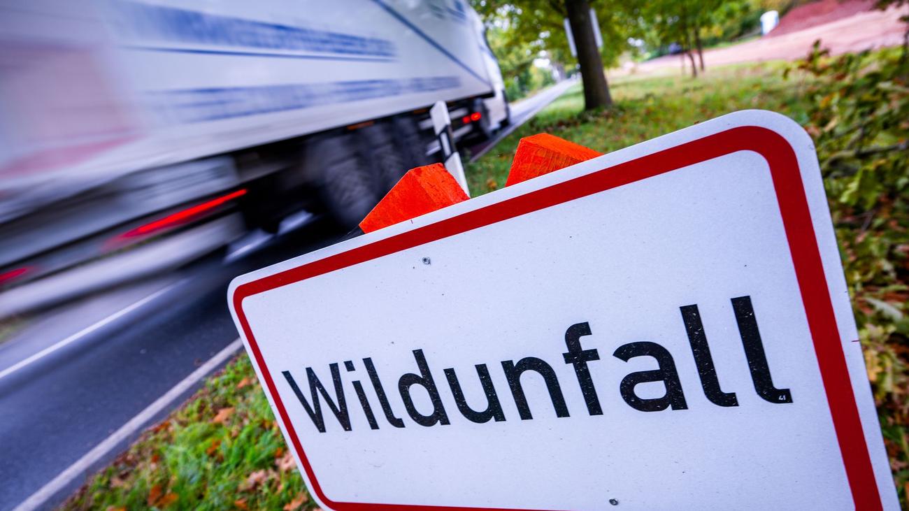 Unfälle: Mehr als 20 Wildunfälle in der Nacht im Südosten des Landes