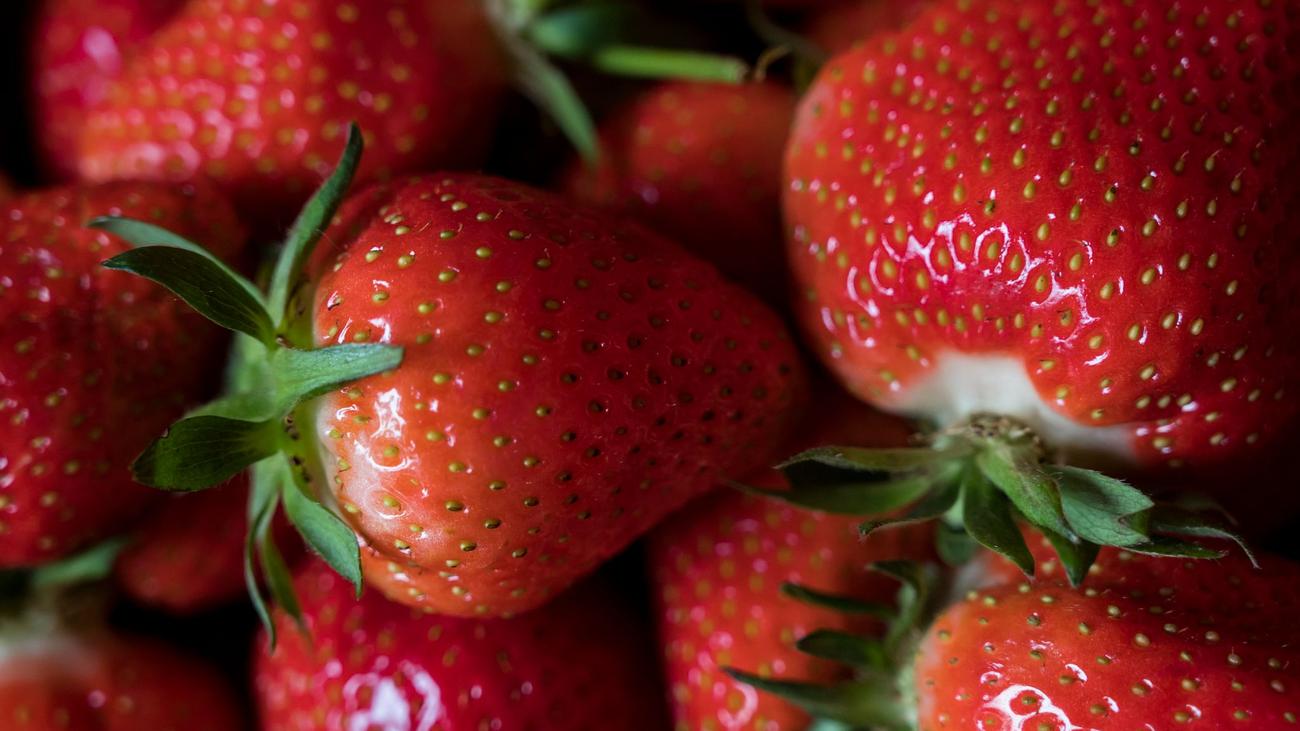 Sammelnussfrucht: Unter Planen errötet: Erntestart für Thüringer Erdbeeren
