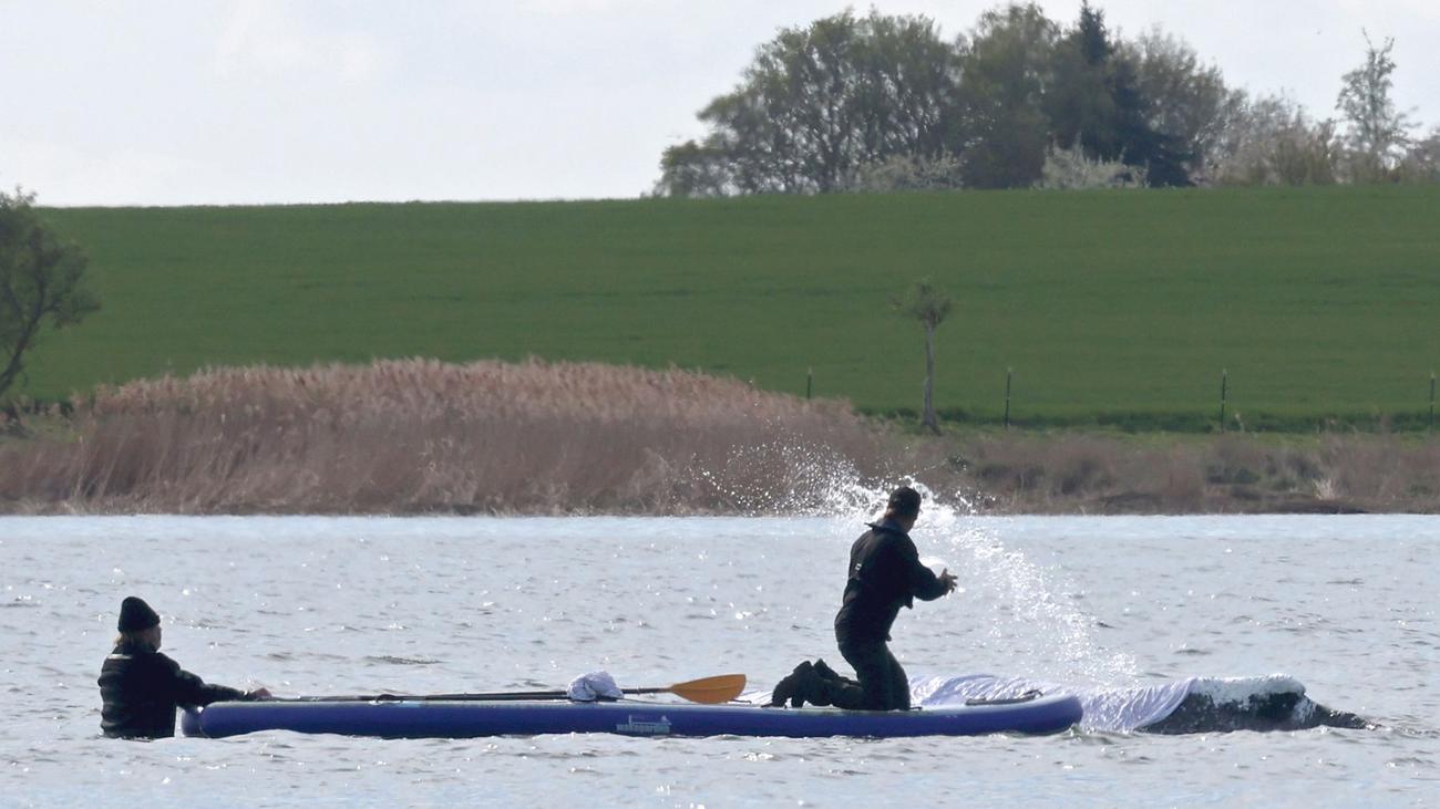Gestrandeter Buckelwal: Walforscher: Lautstärke kann sehr stressig für Wal werden
