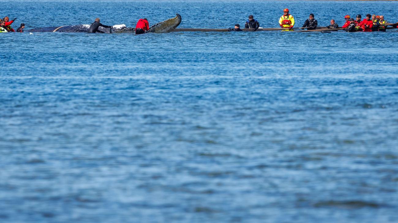 Gestrandeter Wal: Backhaus zur Walbergung: »Mir fällt ein Stein von Herzen«