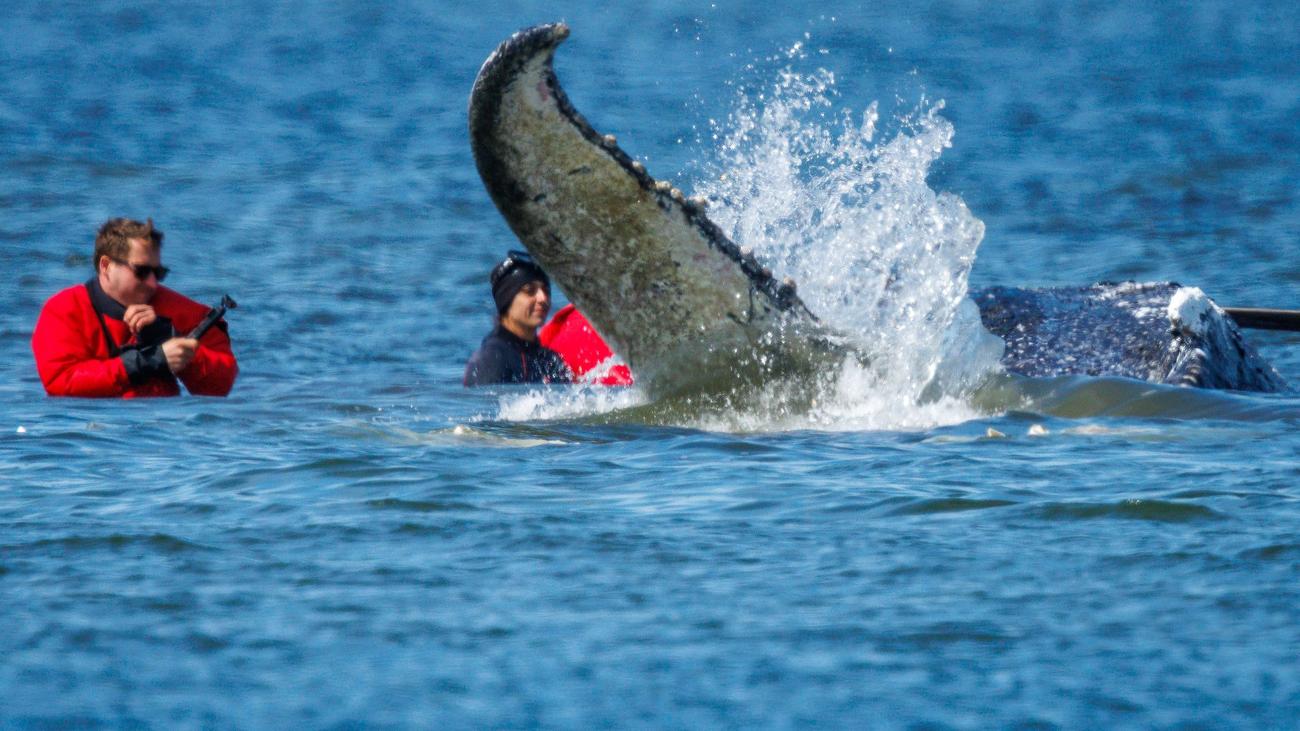 Gestrandeter Wal: Berliner Band singt »Sprengt den Wal«