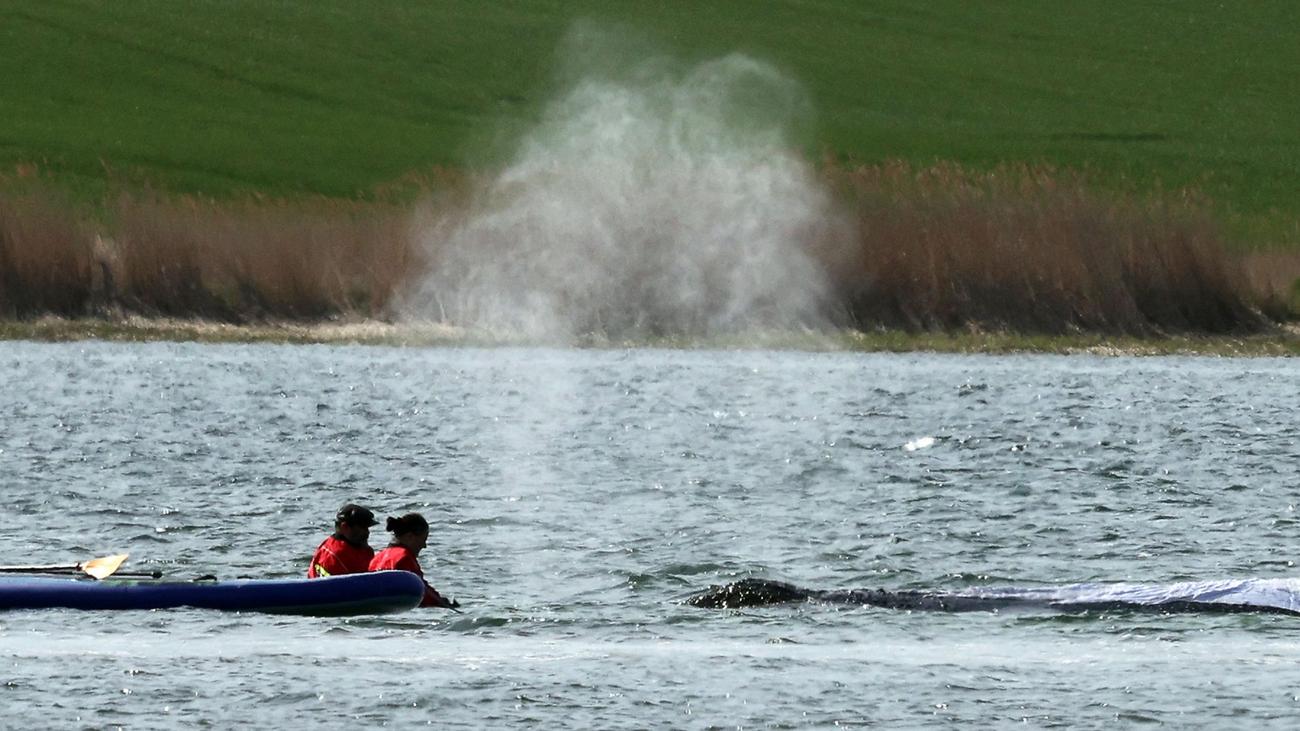 Gestrandeter Wal: Buckelwal vor Poel: Start für Rettungsaktion geplant