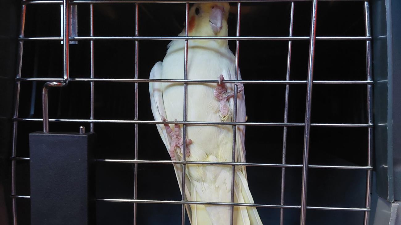 Feuerwehreinsatz: Ein Papagei im fremden Wohnzimmer