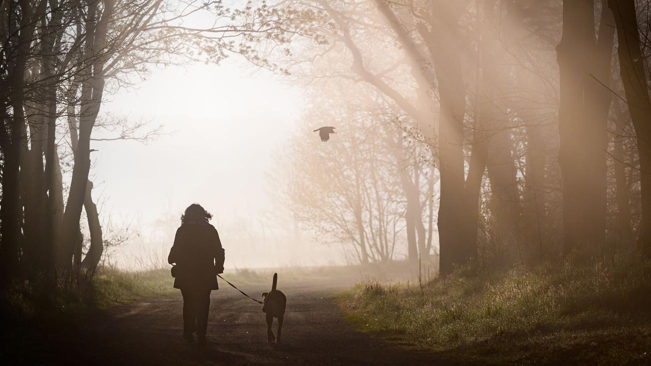 Tiere: EU-Parlament: Hunde und Katzen in EU müssen gechippt werden