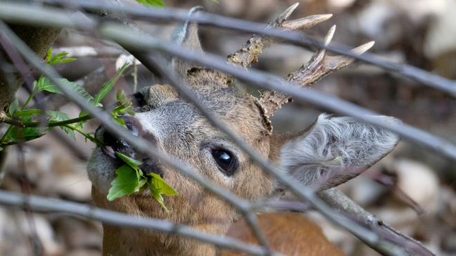 Tier in Bedrängnis: Die Feuerwehr hat in Lehrte ein zwischen den Metallstäben einer Eingangspforte eingeklemmtes Reh befreit. (Symbolbild)