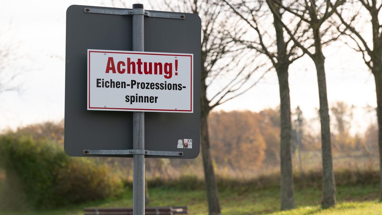 Eichenprozessionsspinner: Leipzig testet Fadenwürmer gegen Eichenprozessionsspinner