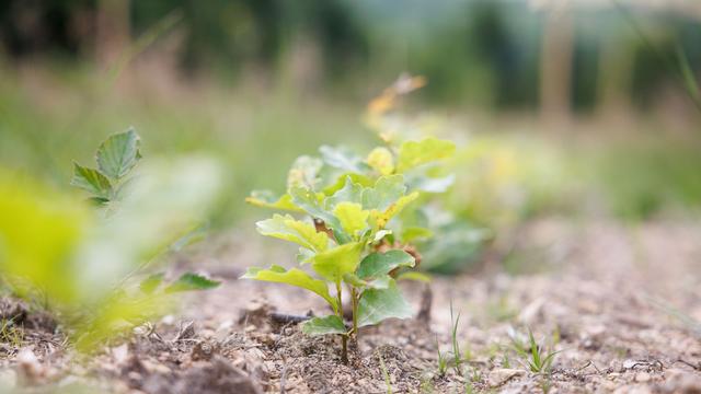 Klima: Thüringenforst pflanzt 1,5 Millionen neue Bäume