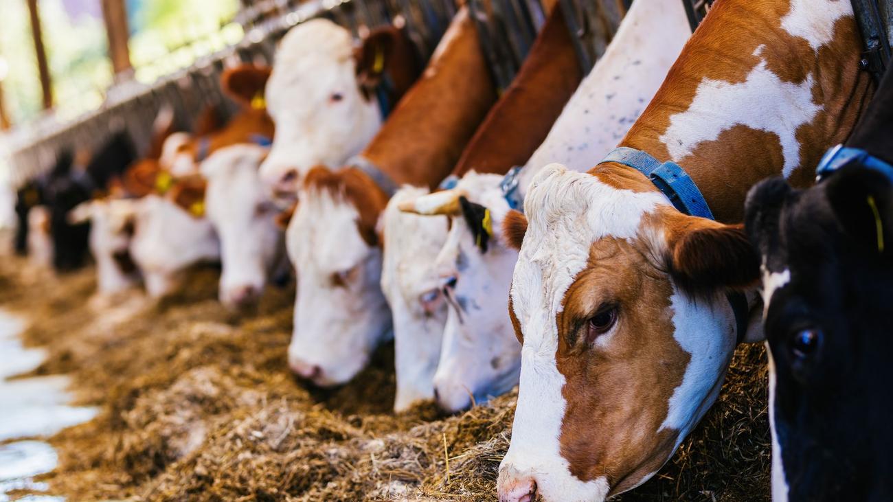 In Baden-Württemberg: Verband: Situation der Milchviehbetriebe immer dramatischer