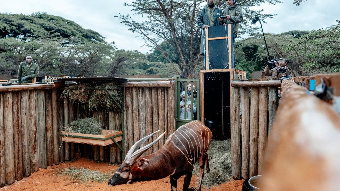 Seltene Tiere: Deutsche Bongo-Antilopen als tierische Auswanderer in Kenia