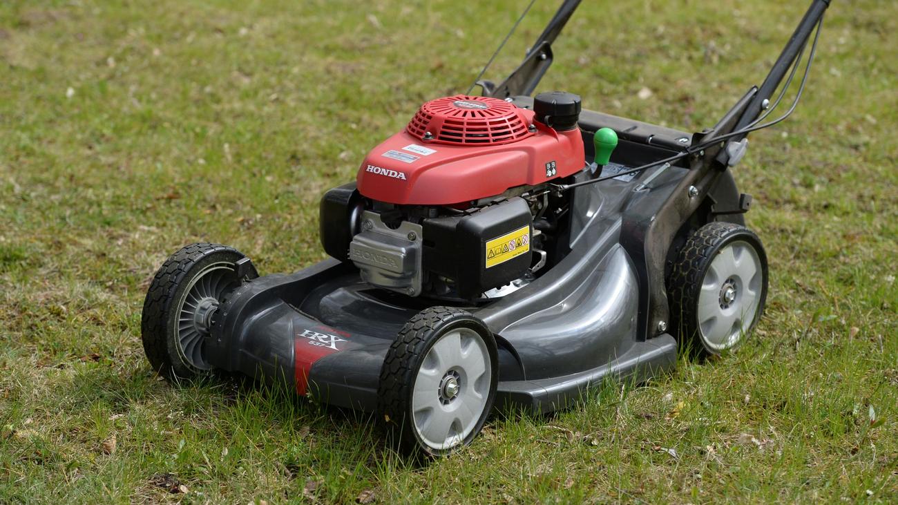 Insekten- und Naturschutz: Mähfreier Mai gegen die »grüne Wüste«