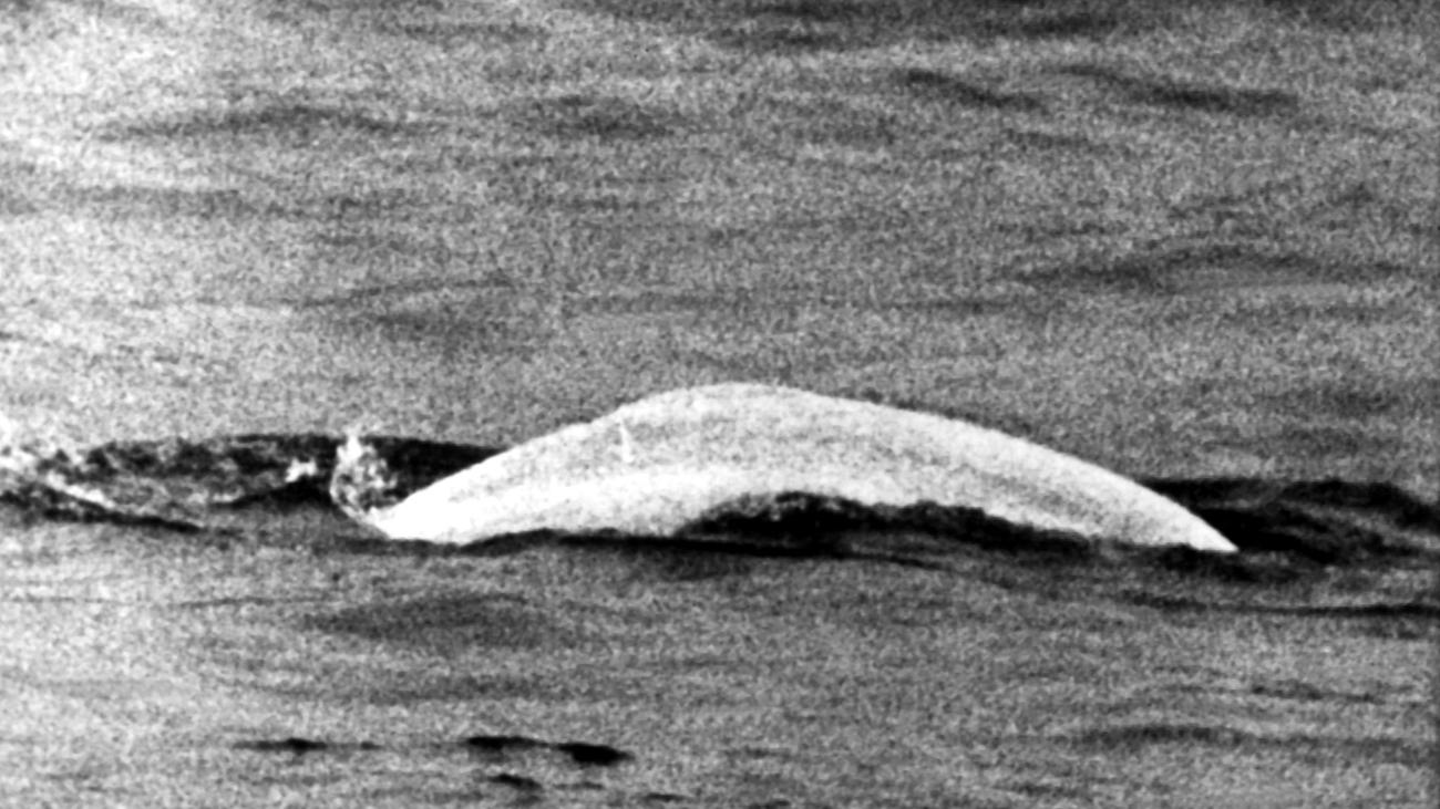 Tierrettung: Wal auf Abwegen: Vor 60 Jahren schwamm Moby Dick im Rhein