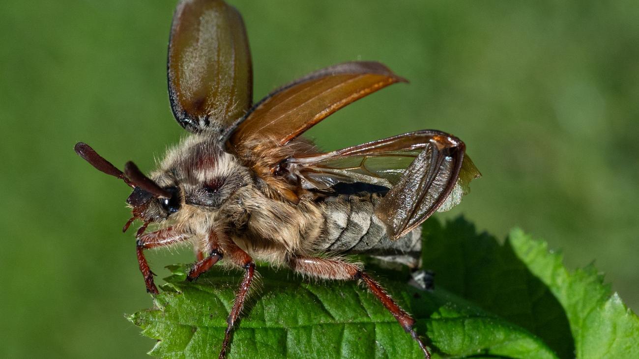 Insekten: Warum Maikäfer nicht immer pünktlich zum 1. Mai kommen
