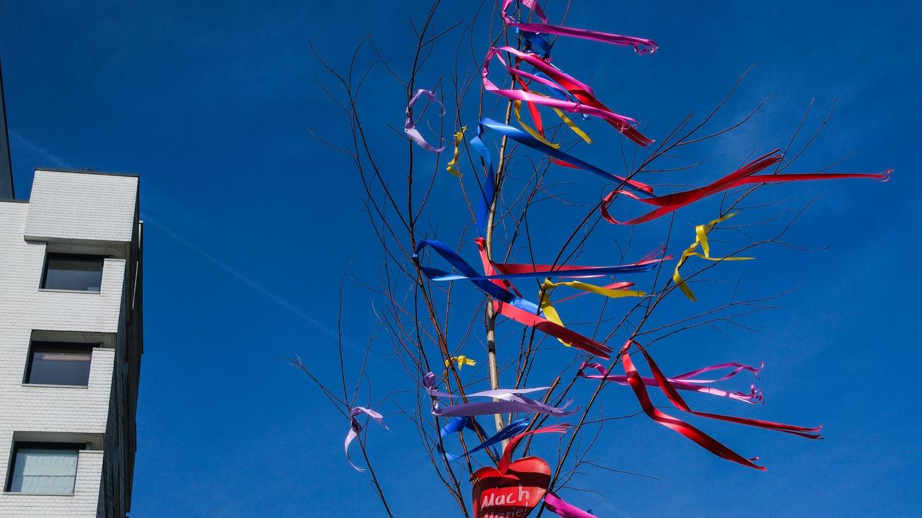Tradition im Rheinland: Zeichen der Liebe: Maibaum-Verkauf startet